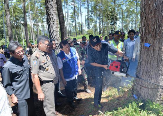 Gubernur Sumut Tebang Perdana 180 Ha Hutan Untuk Lahan Pertanian Pengungsi Sinabung