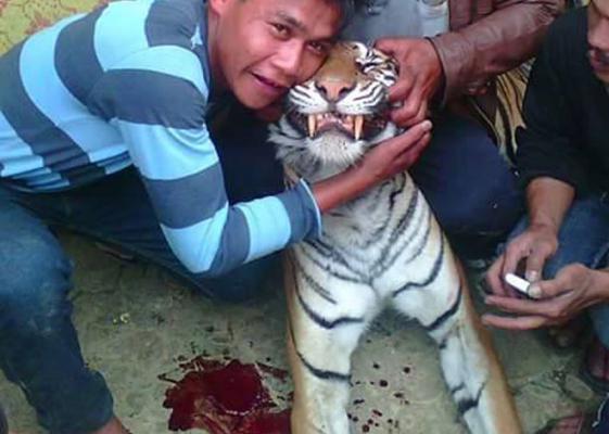 Postingan Foto Pembunuhan Harimau Sumatera Picu Kemarahan Nitizen