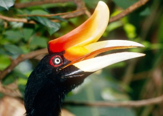 Wow! Harga Paruh Burung Rangkong Tembus Rp9 Juta