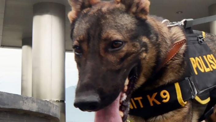 BNN Sumut Dapat Anjing Pelacak untuk Berantas Narkoba