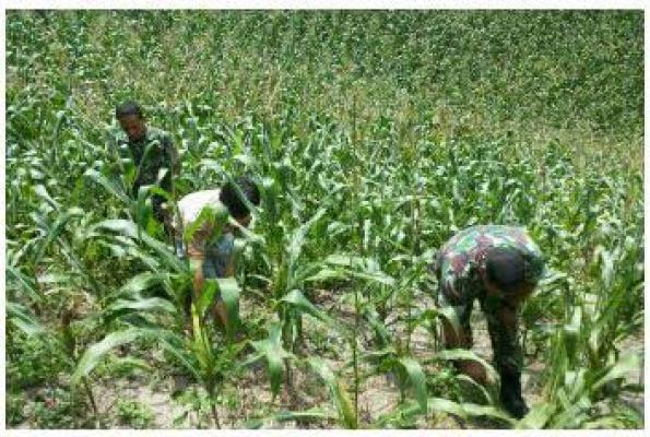Babinsa Gunung Meriah Bantu Petani Pupuk Jagung di Demplot Koramil