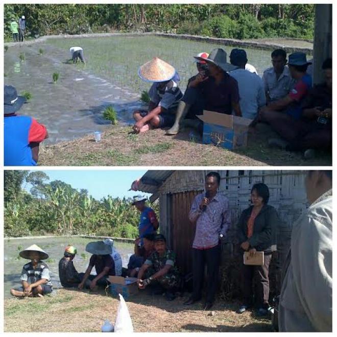 Babinsa Sidamanik Imbau Warga Tanam Padi Sistem Jarwo
