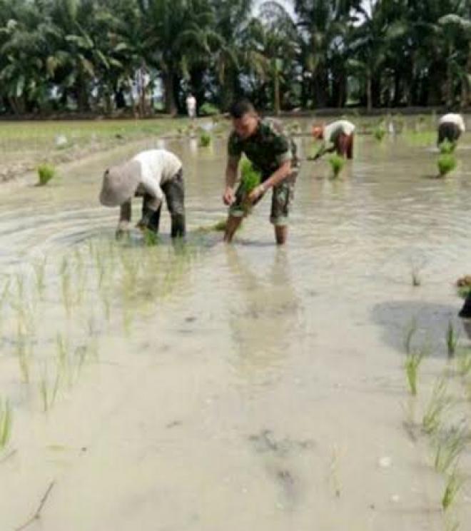 Bulan Puasa Bukan Halangan Babinsa Dampingi Petani Tanam Padi