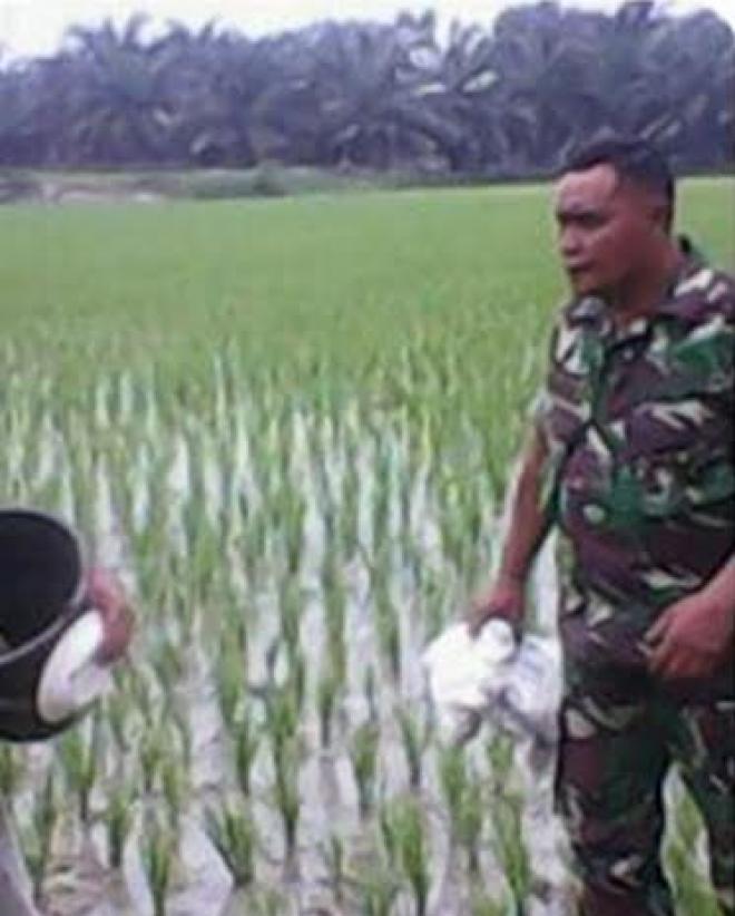 Capai Swasembada Pangan, Babinsa Bantu Petani di Desa Besar II Terjun 