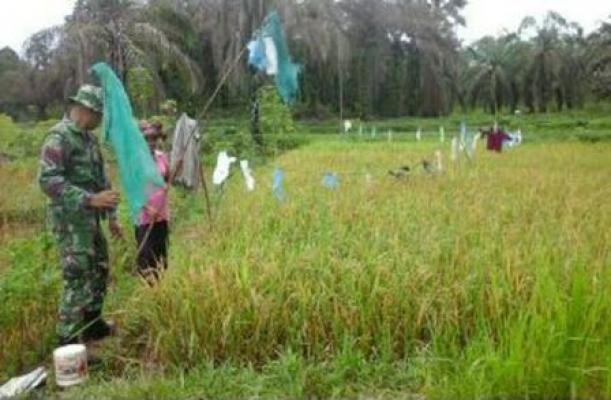 Halau Hama Burung, Babinsa Dampingi Petani Bandar Pulau