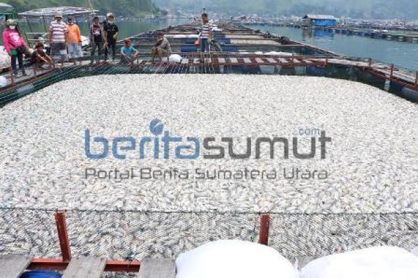 Petani KJA Silalahi Resah, Kadiskanla Sumut Malah Minta Bersabar