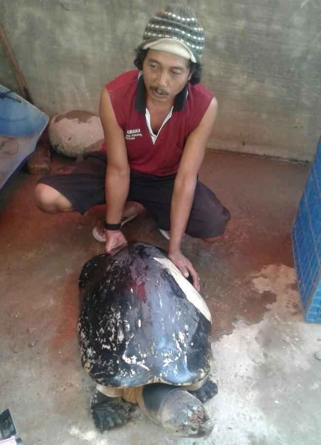 Warga Temukan Kura-Kura Raksasa di Binjai