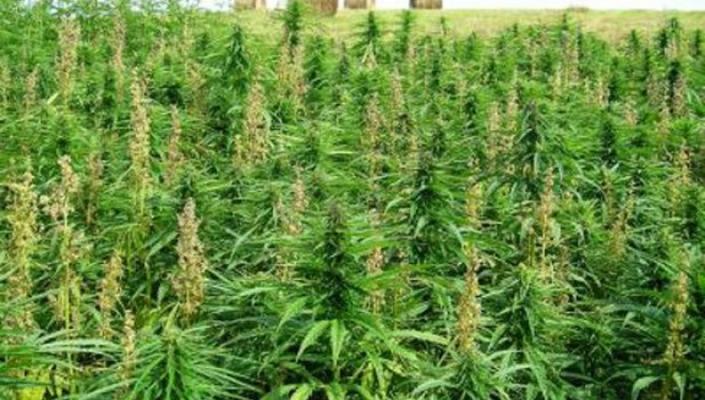 Yonif Raider dan Polres Madina Temukan 31 Ha Ladang Ganja 