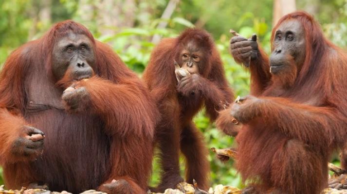 Harga Orangutan Hingga Ratusan Juta, UU Hewan Dilindungi Perlu Revisi