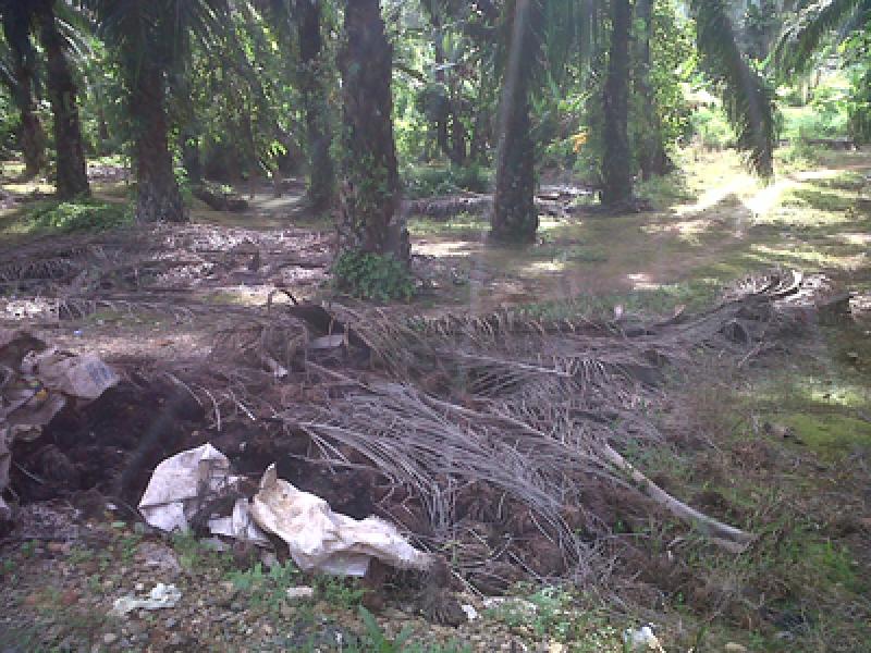 Populasi Lalat Masih Tinggi Diduga Akibat Limbah PT PSU