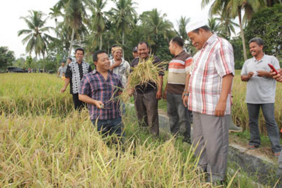 Plt Bupati Madina Panen Padi Siganteng di Huraba