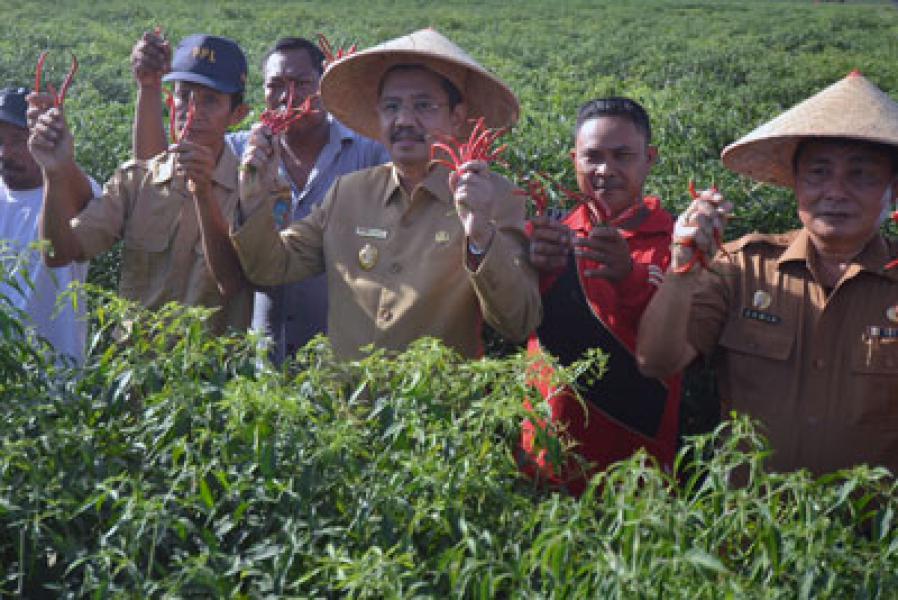 Wagub Tinjau Sentra Tanaman Cabai Terluas di Sumut di Batu Bara