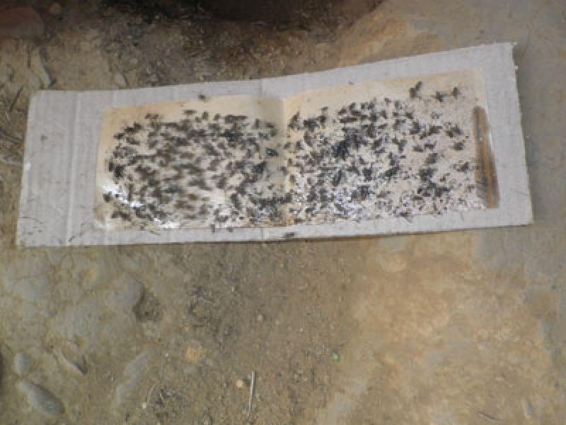 Lalat Serang Perkampungan di Palas