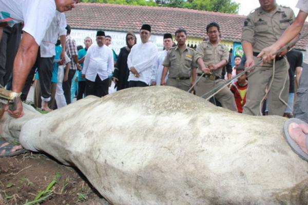 Tukang Potong Pingsan Ditendang Sapi Kurban