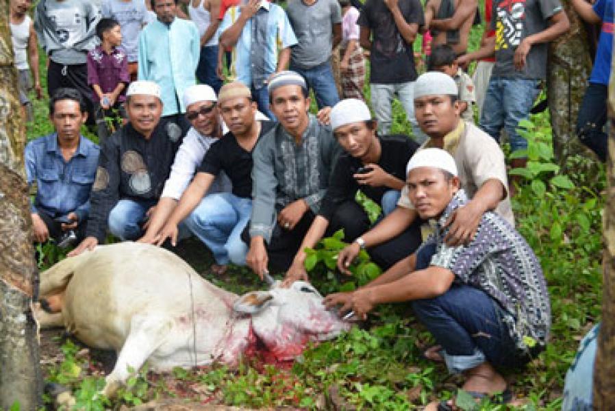 KMC Bagikan Kurban ke Pelosok Madina