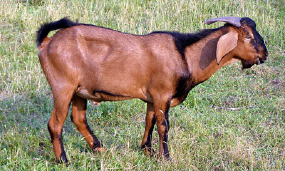Ketahuan Ngeten, Marjon Disuruh Cium Kambing