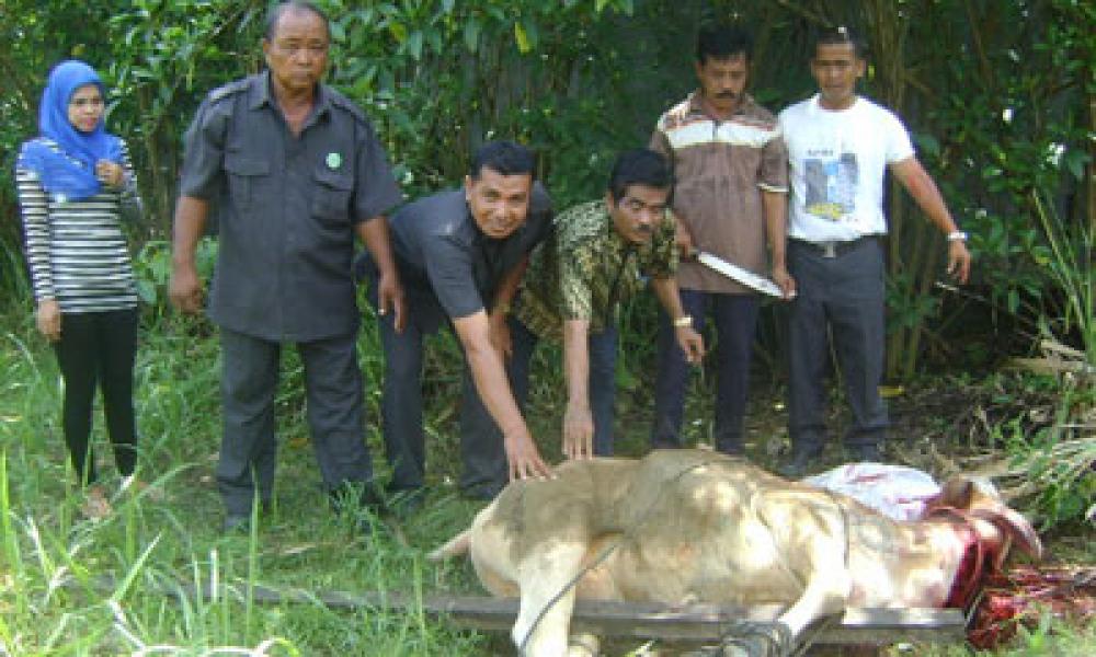 LSM Kelompok Petani Setia Sumut Kurban 2 Ekor Lembu