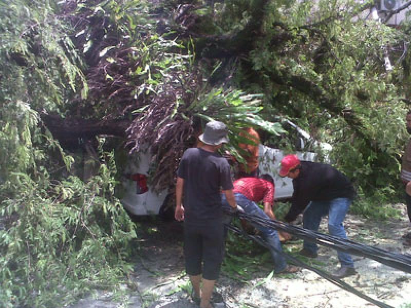 Dinas Pertamanan Diminta Pelihara Pohon Tua di Medan