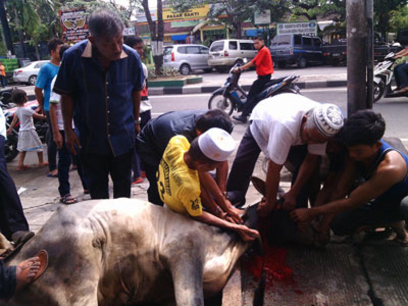 Sabar Sitepu Kurban 3 Lembu