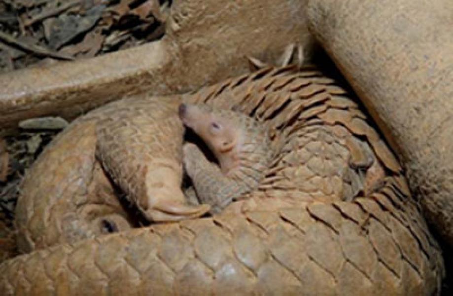 Wildlife Reserves Singapore Rayakan Kelahiran Hewan Langka