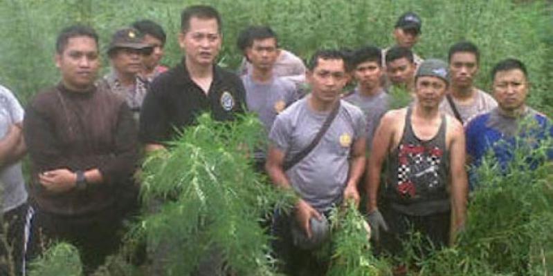 5 Hektare Ladang Ganja Ditemukan di Madina