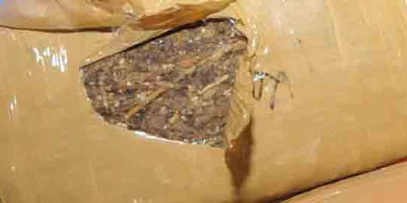 Polres Langkat Gagalkan Pengiriman 54 Kg Ganja Asal Aceh ke Jambi
