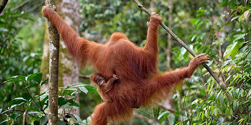 Sempat Diselundupkan ke Malaysia, Sepasang Bayi Orangutan Dipulangkan ke Indonesia