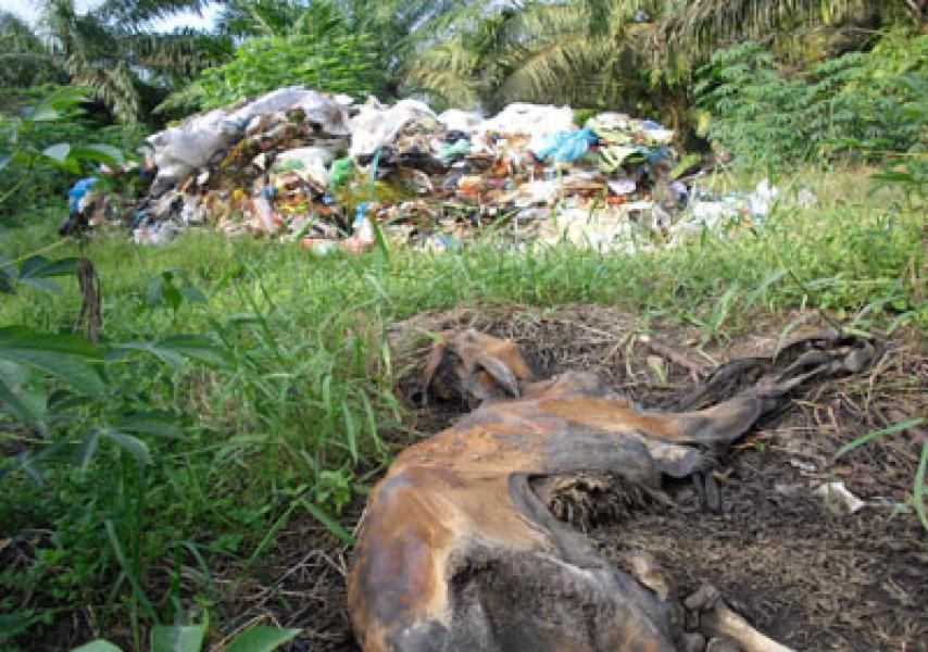 Areal PTPN II Jadi Tempat Pembuangan Sampah dan Bangkai Hewan