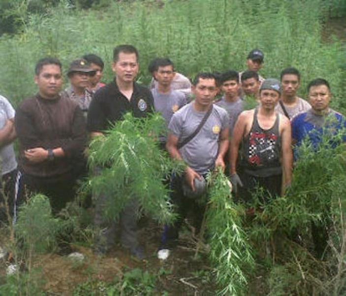 Lagi, 10 Ha Ladang Ganja Ditemukan di Madina