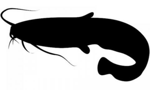 2.000 Bibit Lele Ditabur di Sungai Putih Medan