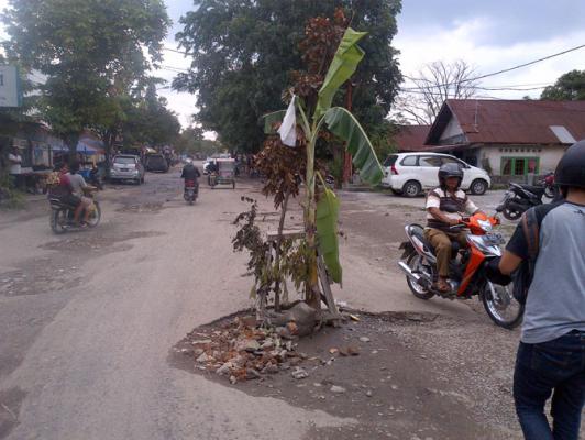 Ada Pohon Pisang di Tengah Jalan Sunggal