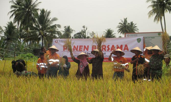 Panen Raya Poktan Pulo Godang Binaan Tambang Emas Martabe Tembus 9,3 Ton Per Hektar