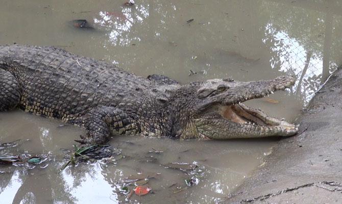 Siantar Aman! Semua Buaya Sudah Berhasil Ditangkap Kembali