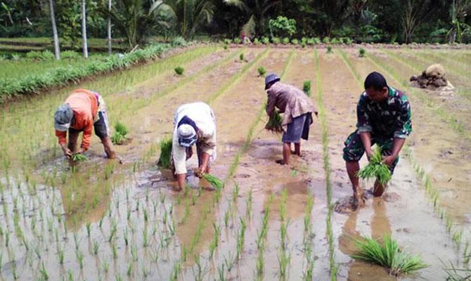 Tanam Varietas Baru, TNI AD Targetkan Cetak 200 Ribu Ha Sawah