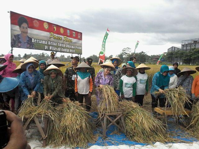 Ketum Dharma Pertiwi Panen Raya Padi di Malang
