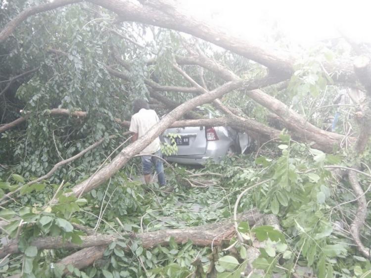 Pohon Tumbang di Depan Makodam BB